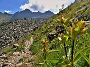 19 Gentiana punctata (Genziana maculata) sul sent. 201 salendo al Lago di Sopra